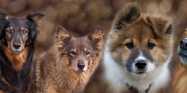 Hunde